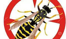 விஷ வண்டுகள் அழிப்பு