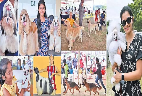 சென்னையில் நாய்கள் கண்காட்சி