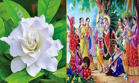 பாரிஜாதப் பூவும்.. பாமா- ருக்மணியும்..