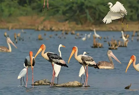 தமிழகத்தின் 17-வது பறவைகள் சரணாலயமாகிறது, திருப்பூர் நஞ்சராயன் ஏரி - அரசாணை வெளியீடு