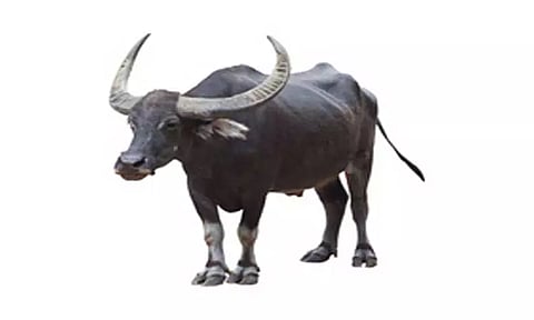 சாலையில் சுற்றித்திரிந்த காட்டெருமைகள்; கிராம மக்கள் பீதி