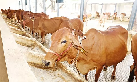 டெசி இன பசுக்களை உருவாக்க திருப்பதி தேவஸ்தானம் திட்டம் - அதிகாரி தகவல்