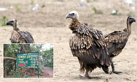 பன்சாத் சரணாலயத்தில் கழுகுகளுக்கான `உணவு மையம்' திறப்பு! அழிந்து வரும் கழுகுகளை பாதுகாக்க புதிய முயற்சி