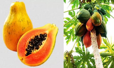 இதயத்தை பாதுகாக்கும் 'பப்பாளி'!