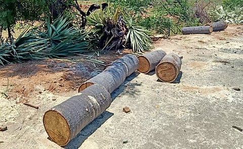 தேனி அருகே சாலை விரிவாக்கப் பணிக்காக வெட்டப்பட்ட பனை மரங்கள்