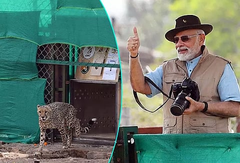 விருந்தினர்களாக வந்துள்ளன: சீட்டாக்களை வனத்தில் திறந்துவிட்ட பிரதமர் மோடி நெகிழ்ச்சி