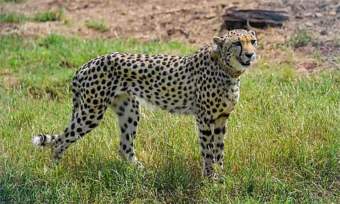 சீட்டாக்கள் உறைவிடத்திற்கு தேவையான இடவசதி குணோ தேசிய பூங்காவில் உள்ளது; மத்திய பிரதேச அரசு