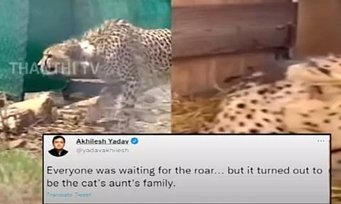 "சீட்டா கர்ஜிக்கவில்லை- பூனை போல் கத்துகிறது" - அகிலேஷ் யாதவ் டுவீட்