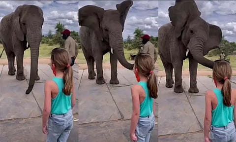 நீ மட்டும்தான் ஆடுவியா... நானும் ஆடுவேன் பாரு; ஆச்சரியமடைய வைத்த யானை