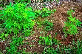 ஈரோட்டில் கஞ்சா விற்ற 3 பேர் கைது