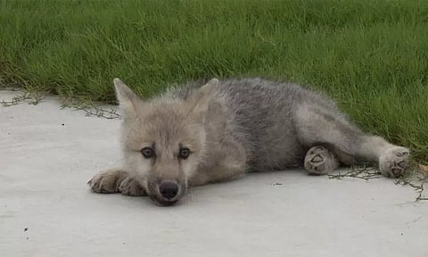 குளோனிங் மூலம் உருவாக்கப்பட்ட ஓநாய்க்கு " மாயா" என பெயர் சூட்டிய சீனா...!