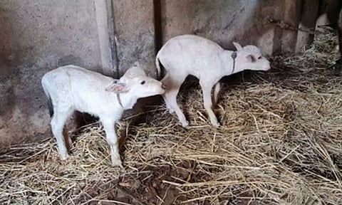 சிவமொக்கா அருகே ஒரு வாரத்தில் எருமை மாடு 2 குட்டிகளை ஈன்ற அதிசயம்