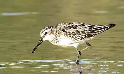 நஞ்சராயன் குளத்திற்கு வந்த வெளிநாட்டு பறவை