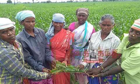 மக்காச்சோள பயிர்களில் மீண்டும் அமெரிக்கன் படைப்புழு தாக்குதல்