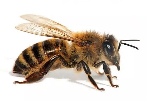 தேனீக்கள் கொட்டி 3 பேர் படுகாயம்