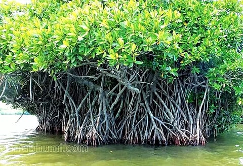 நவிமும்பையில் லாரிகளை நிறுத்த 20 ஏக்கர் மாங்குரோவ் காடுகள் அழிப்பு- கலெக்டரிடம் புகார்