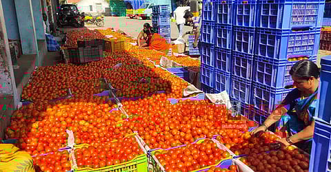 விளைச்சல் அதிகரிப்பால் தக்காளி விலை வீழ்ச்சி