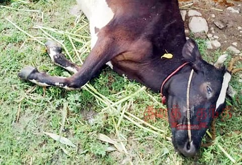 கார் மோதி மாடு செத்தது