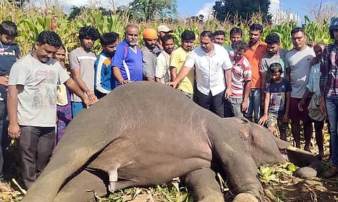 மின்சாரம் தாக்கி 2 காட்டு யானைகள் செத்தன