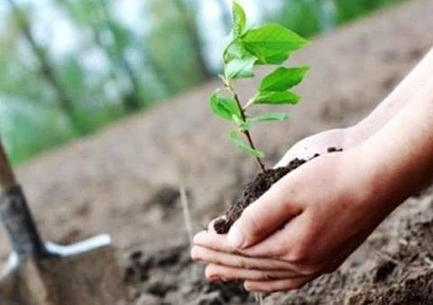 பா.ஜ.க. சார்பில் மரக்கன்று நடும் விழா