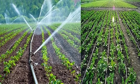 செங்கல்பட்டு மாவட்டத்தில் நுண்ணீர் பாசனம் அமைக்க இந்த ஆண்டு ரூ.12½ கோடி இலக்கு - வேளாண் அதிகாரி