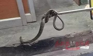 கடைக்குள் புகுந்த பாம்பு