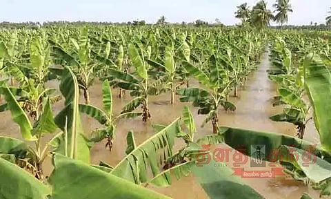 வாழைகள் மழைநீரில் மூழ்கின