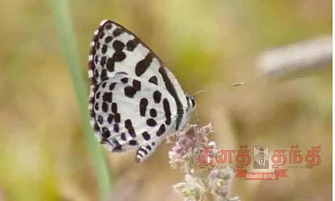 மஞ்சள், நீல வசீகரன், சிறுத்தை சிறகன் என பட்டாம்பூச்சியில் பல ரகங்கள்