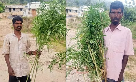 ஈரோடு: தோட்டத்தில் கஞ்சா செடி வளர்த்த 2 விவசாயிகள் கைது