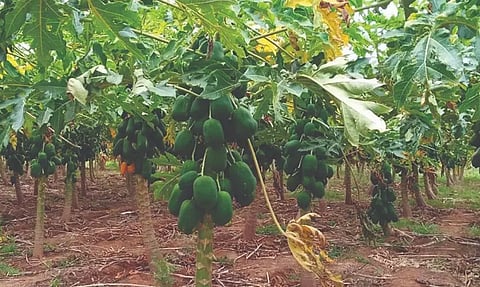 மானிய விலையில் பப்பாளி நாற்றுகள்