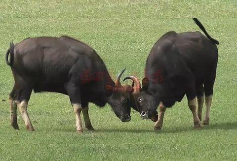 குன்னூர்: விளையாட்டு மைதானத்தில் மோதி கொண்ட காட்டெருமைகள்