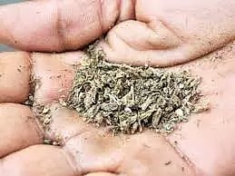 கஞ்சா வைத்திருந்த 3 பேர் சிக்கினர்