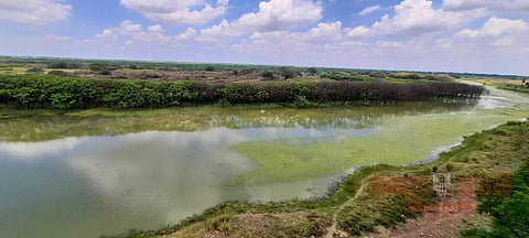 சீசன் தொடங்கும்முன் தேர்த்தங்கல் சரணாலயத்துக்கு பறவைகள் வருமா?