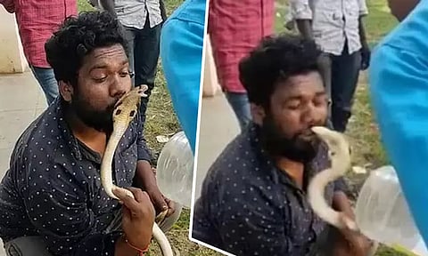 பாம்பிற்கு முத்தம் கொடுக்க முயன்ற பாம்பு பிடி வீரர்;உதட்டை கடித்தது