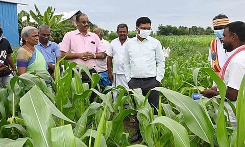 மக்காச்சோள பயிரில் படைப்புழு தாக்குதல்