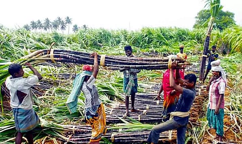 மேலூரில் இருந்து வெளி மாநிலங்களுக்கு கட்டுக்கட்டாக ஏற்றுமதியாகும் கரும்புகள்