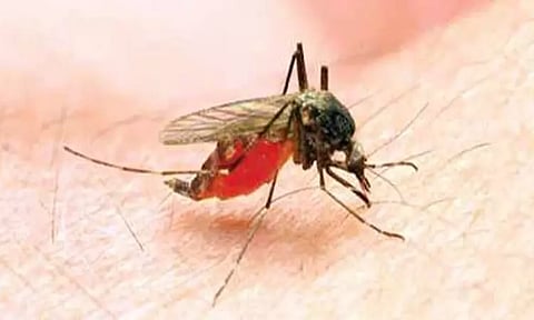 டெல்லி: இந்த ஆண்டில் 937 பேருக்கு டெங்கு காய்ச்சல் பாதிப்பு