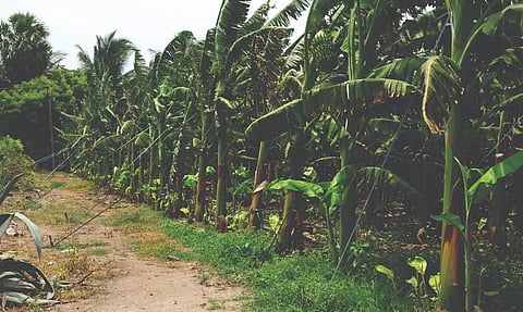 சொட்டுநீர் பாசனம் மூலம் வாழை சாகுபடி