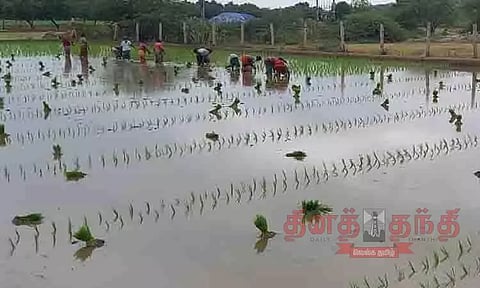 நடவு பணியில் பெண்கள்