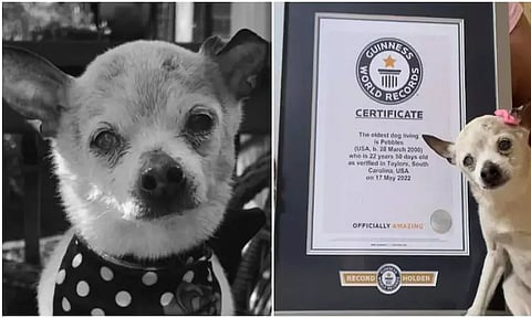 கின்னஸ் சாதனை படைத்த உலகின் மிக வயதான நாய் இறப்பு