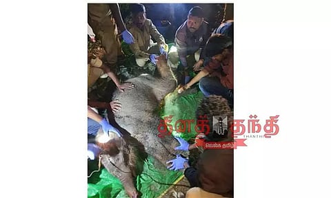 ராகுல்காந்தி கோரிக்கையை தொடர்ந்து காயமடைந்த குட்டி யானைக்கு சிகிச்சை