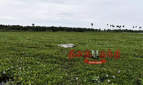 திருவாலி ஏரியை ஆக்கிரமித்துள்ள ஆகாயத்தாமரை செடிகள்