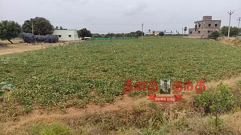 மோகனூர் பகுதியில் மழை பொய்த்ததால் கருகும் நிலக்கடலை செடிகள் விவசாயிகள் கவலை