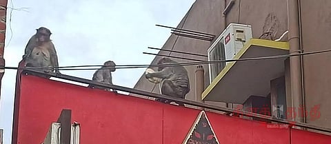 குரங்குகள் தொல்லை