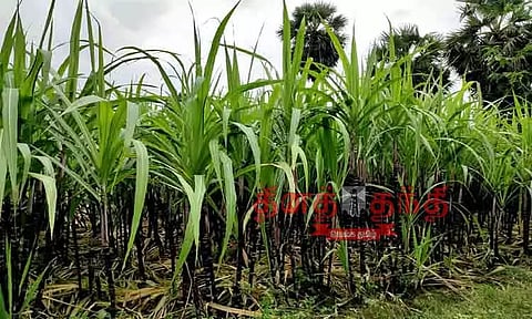 பொங்கலுக்கு தயாராகும் கரும்புகள்