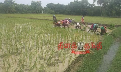 நெல் நடவு பணி