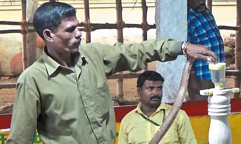 வடநெம்மேலி பாம்பு பண்ணையில் குவியும் சுற்றுலா பயணிகள்; 2 ஆயிரம் பாம்புகளை பிடிக்க இலக்கு