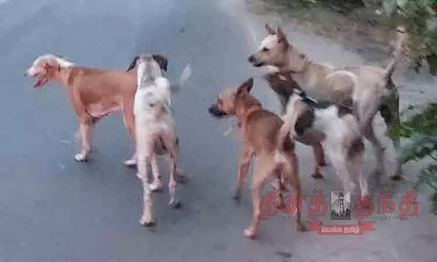 நாய்களுக்கு கருத்தடை செய்ய சிவகாசி மாநகராட்சி நிர்வாகம் முடிவு