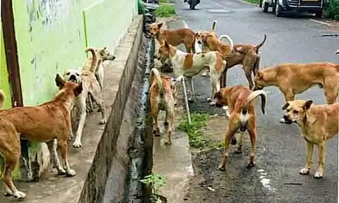 புதுக்கோட்டையில் தெருநாய் கடிக்கு சிறுவர்கள் அதிகம் பாதிப்பு