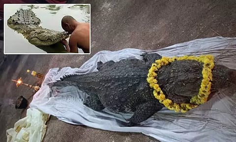 கேரளாவில் 70 ஆண்டுகளாக கோவில் பிரசாதத்தை மட்டுமே சாப்பிட்டு கோவில் குளத்தில் வாழ்ந்து வந்த சைவ முதலை உயிரிழப்பு!